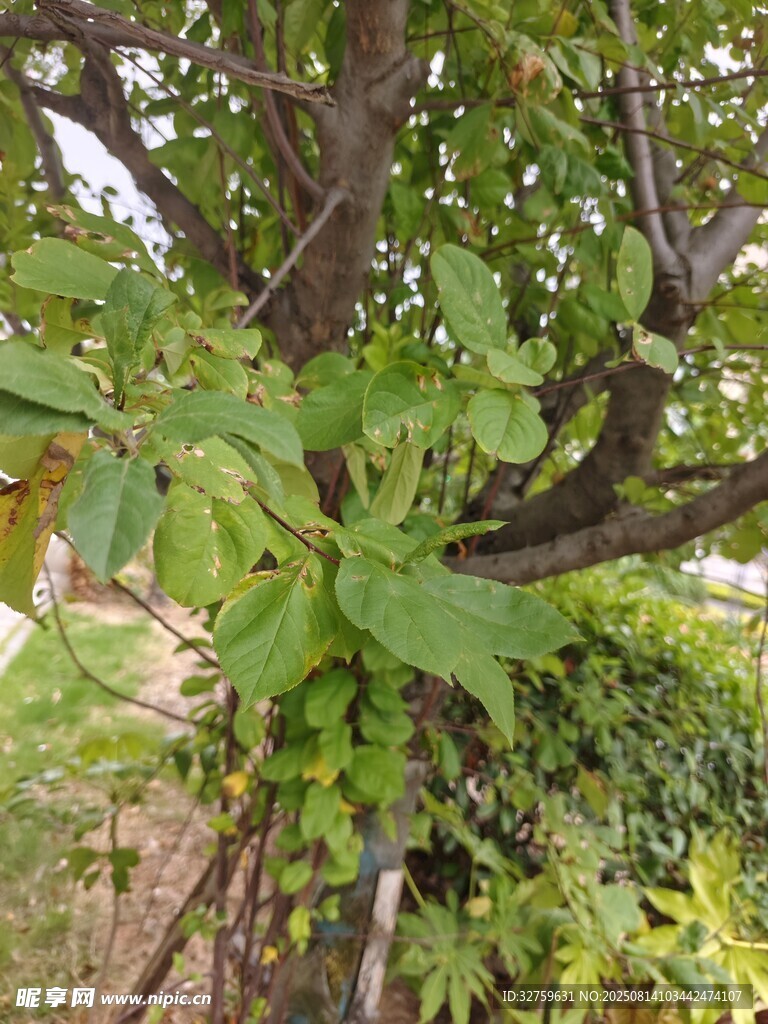 繁茂的无花果树