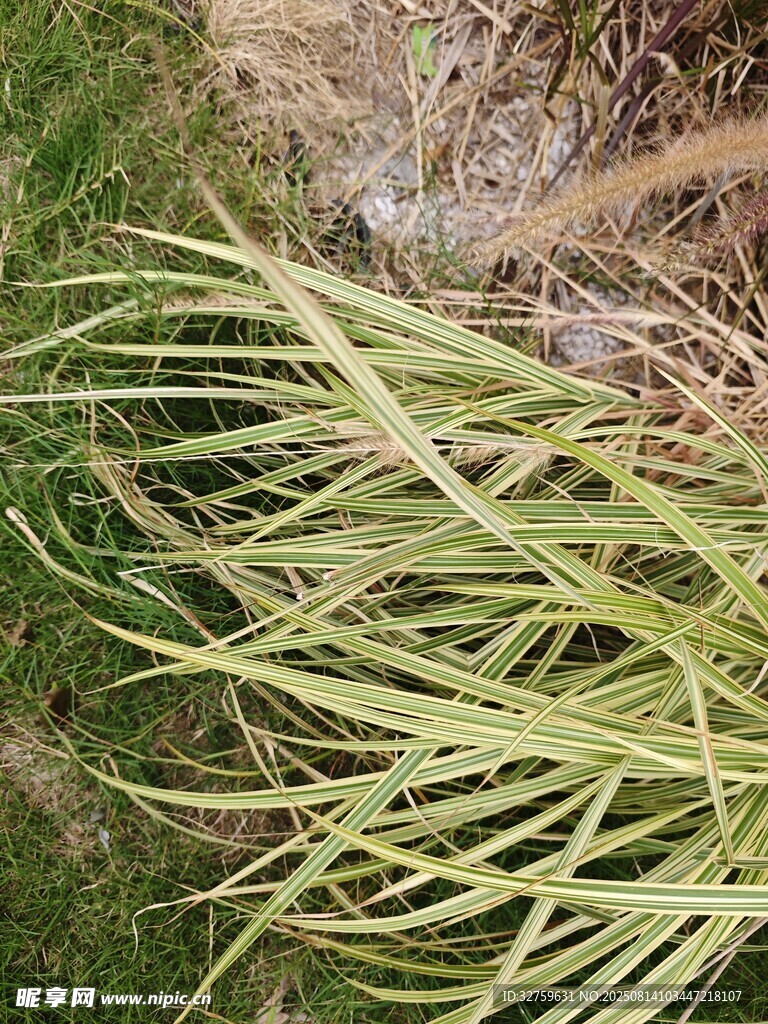 细长叶片的绿色植物