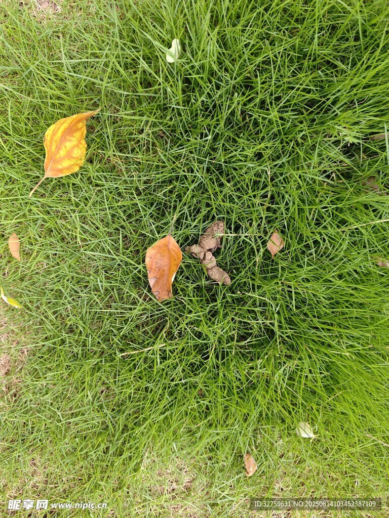 草地上的落叶与绿植