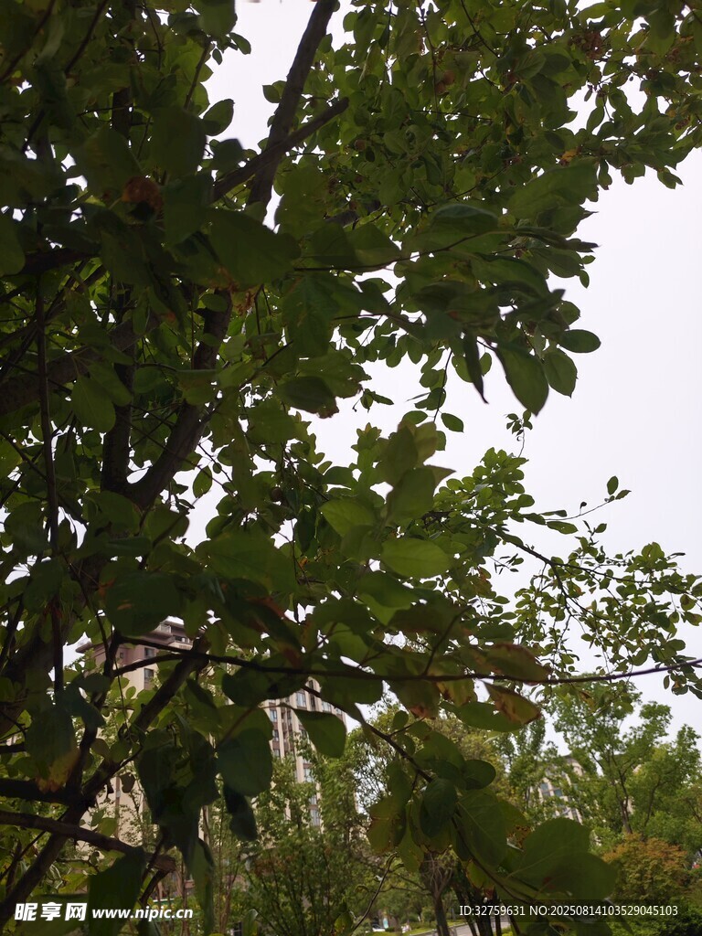 繁茂绿树