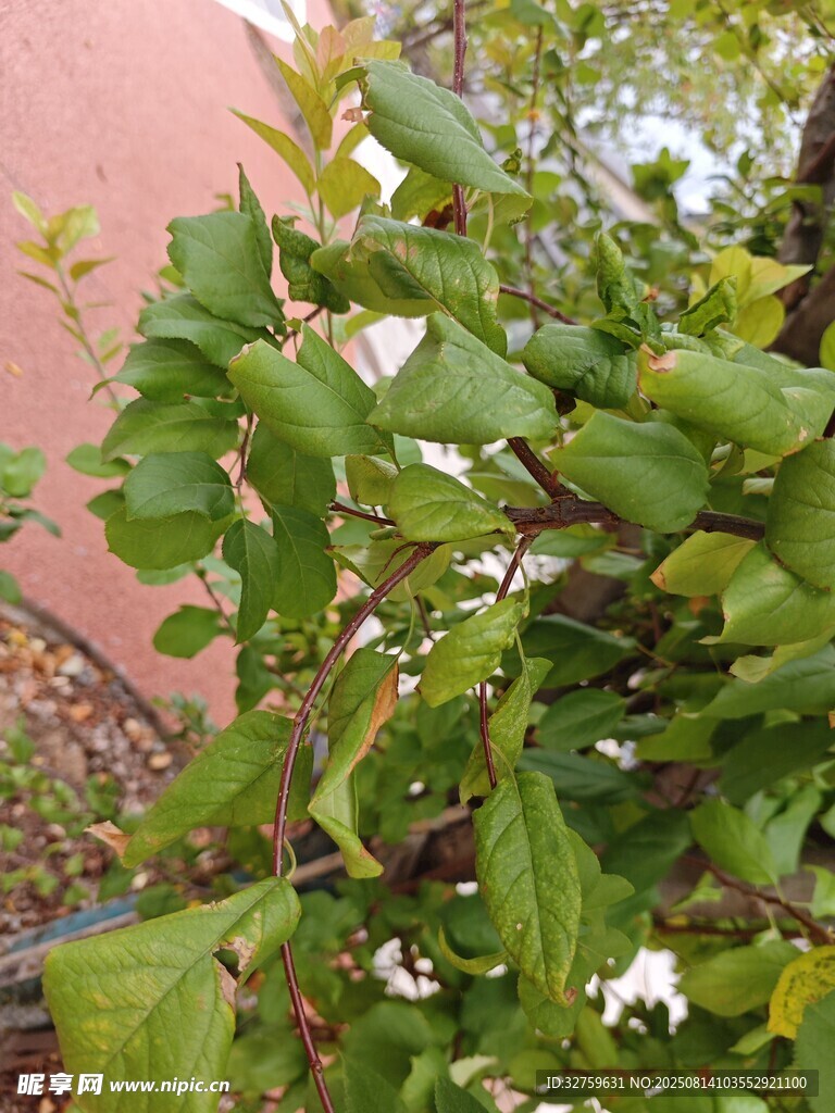 绿叶白花植物特写