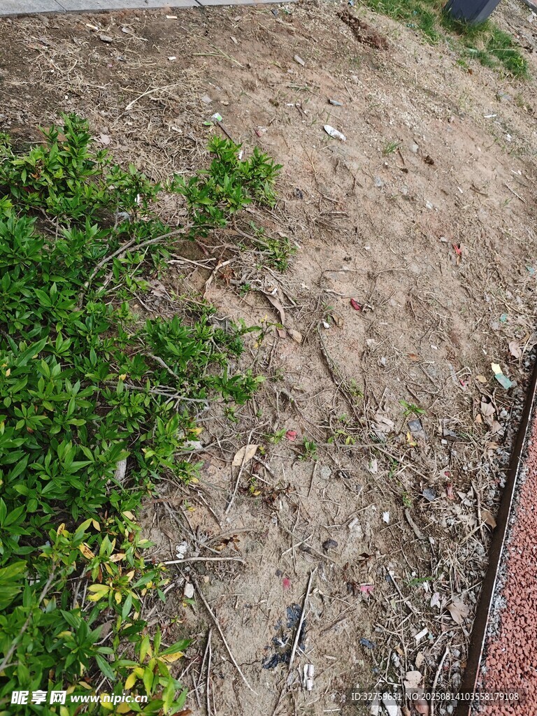 地面绿植与泥土景象