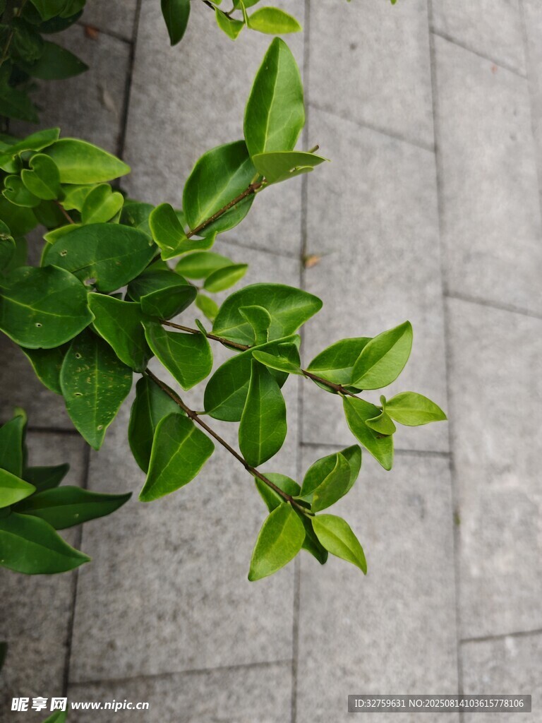 绿叶生机