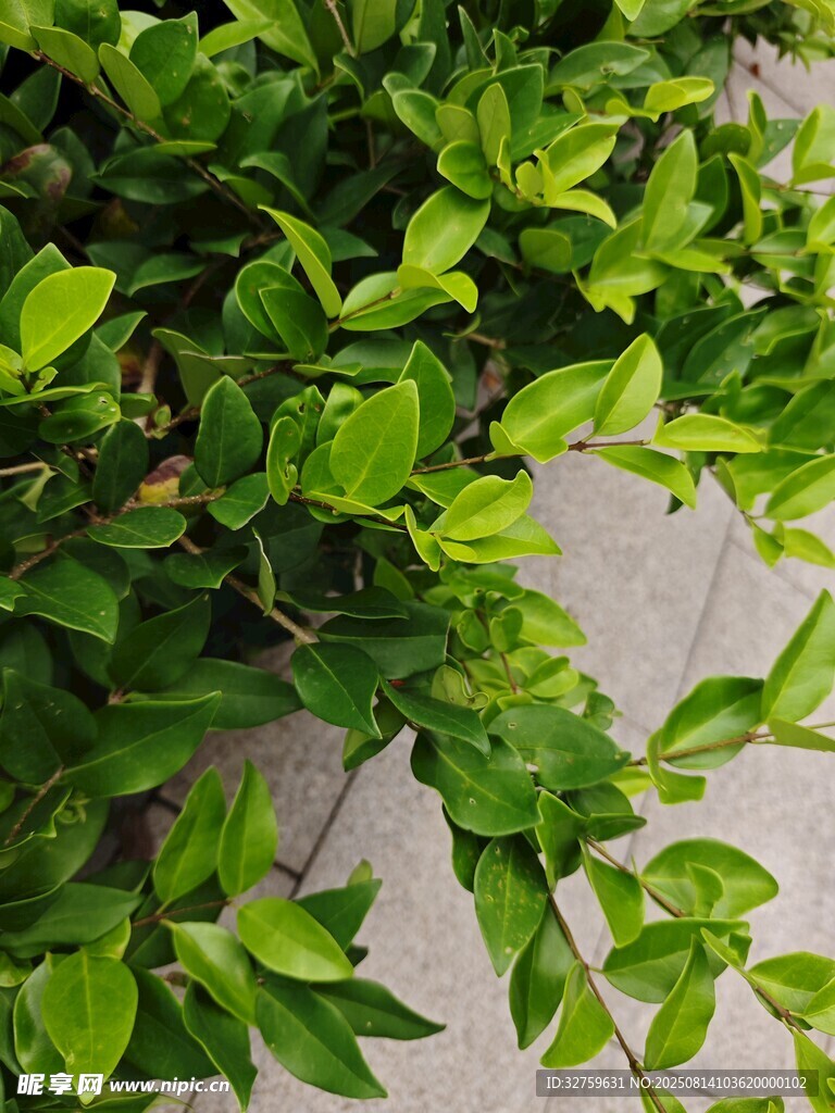 翠绿繁茂的生机绿植