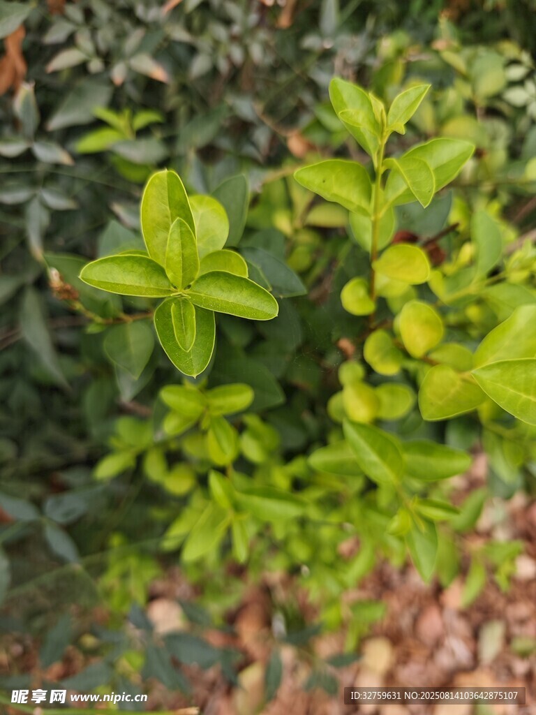 翠绿植物生机盎然