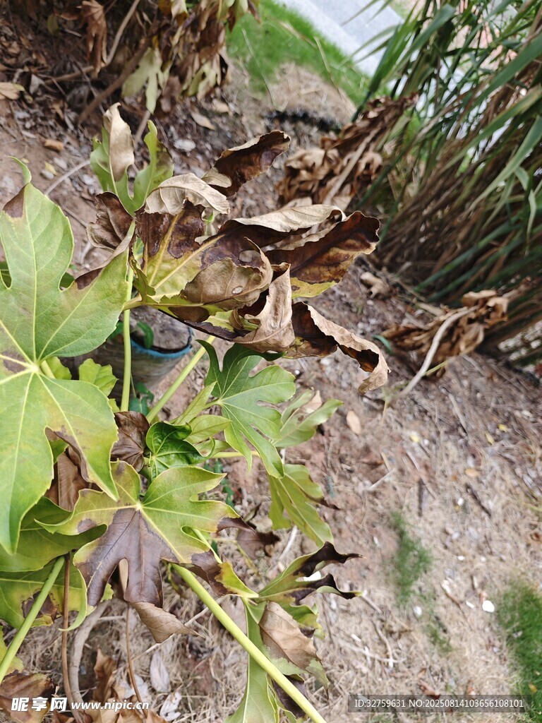枯萎植物特写