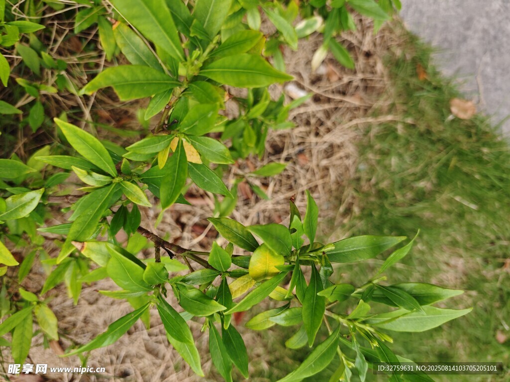 绿叶繁茂的地面植物景观