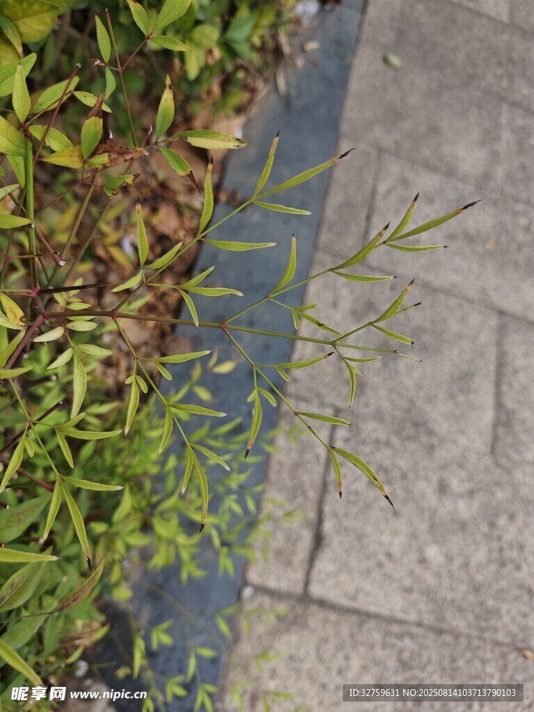 路边绿植与砖石路面景观