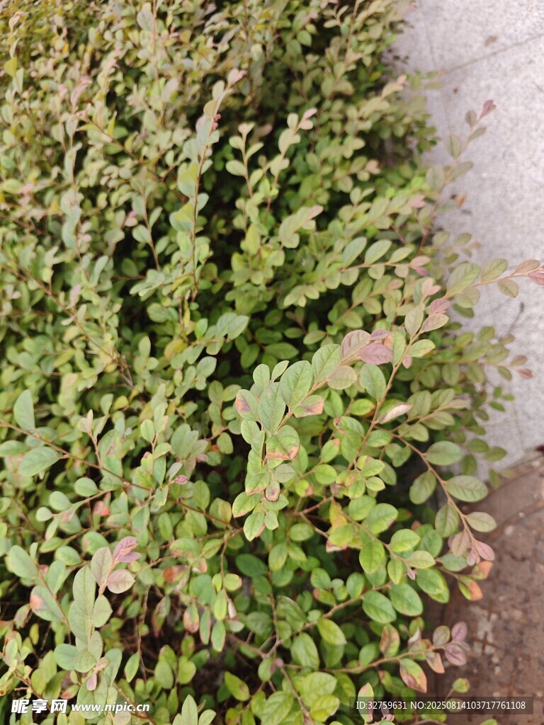 墙边翠绿植物生机盎然