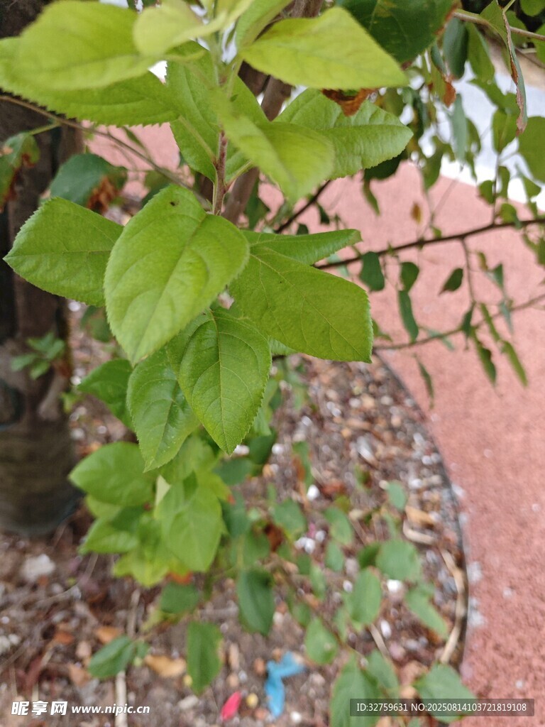 绿叶繁茂的植物特写