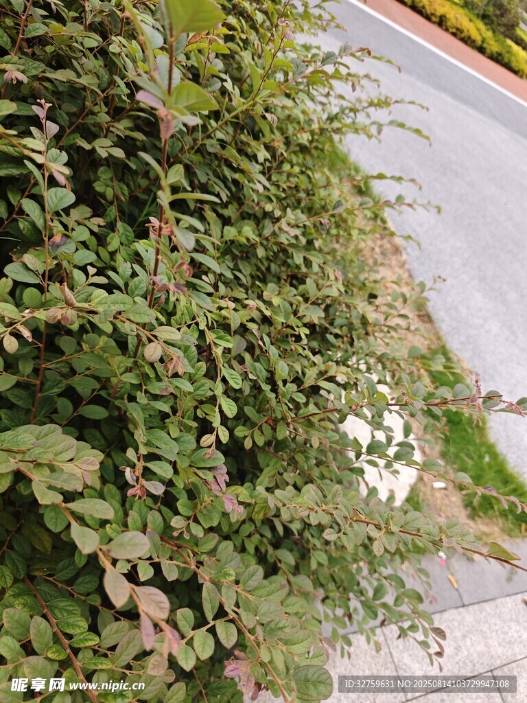 路边绿植景观