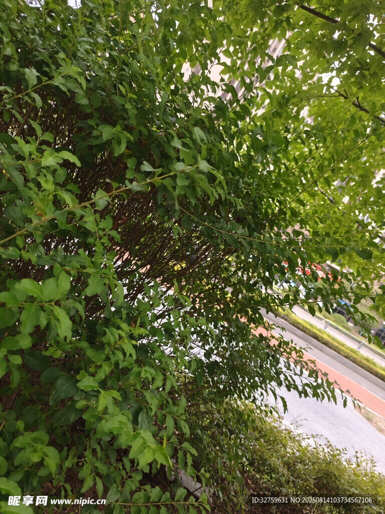 繁茂绿树旁的多彩道路