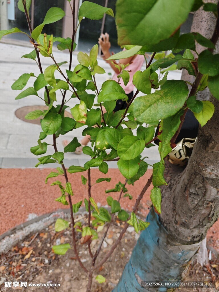 路边绿植特写
