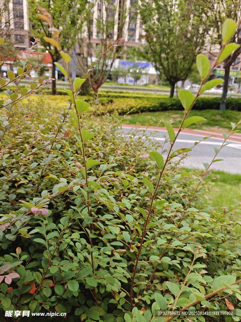 城市绿植景观