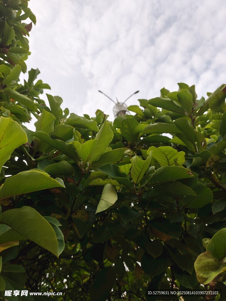 绿叶间的天空一角