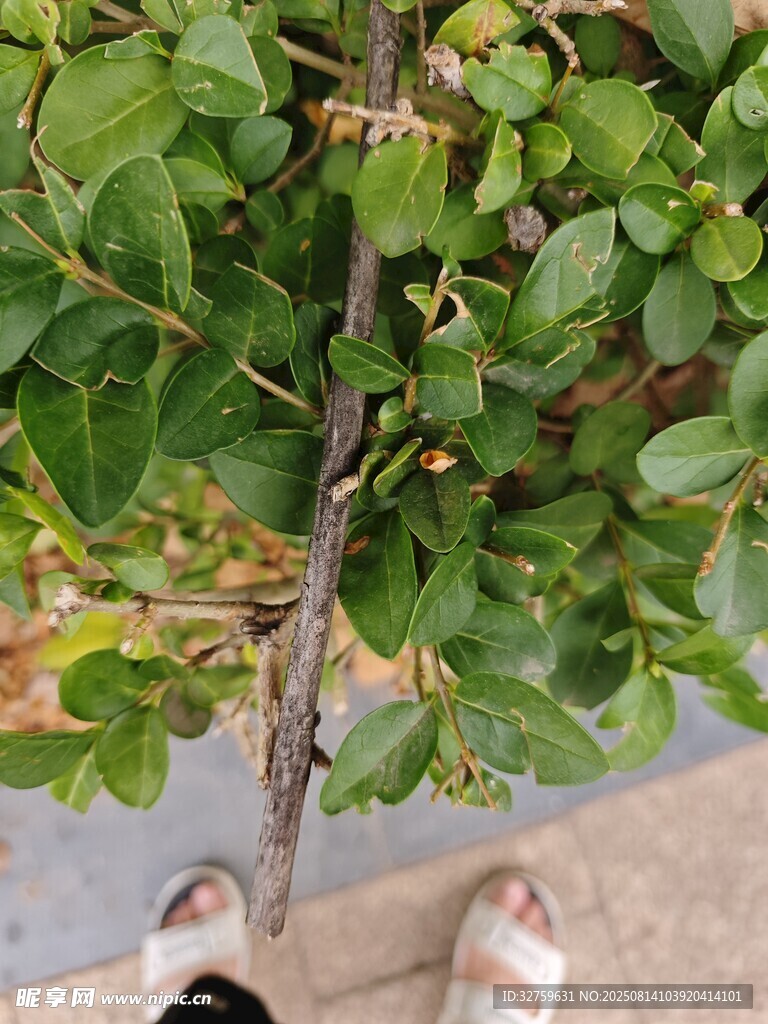 脚边绿植