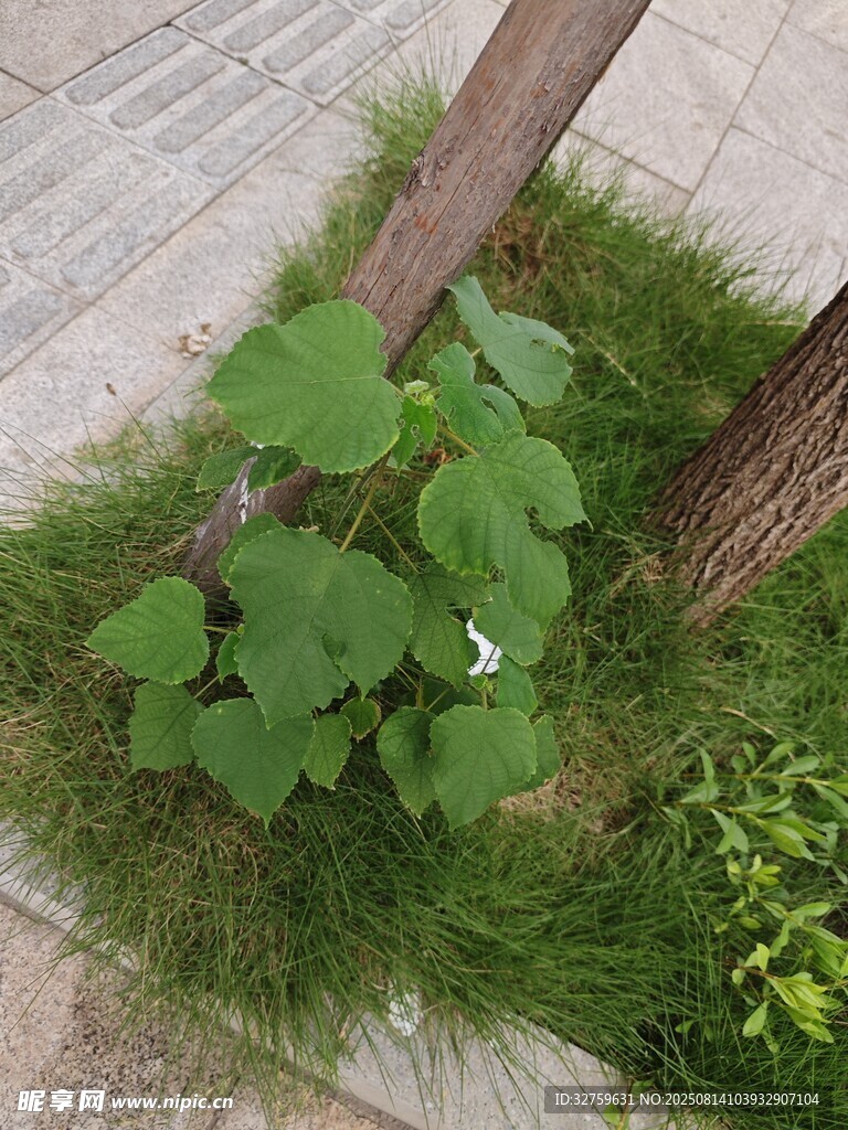 树下绿植景观