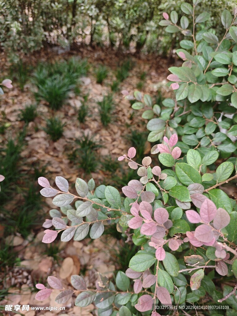 多彩植物景观