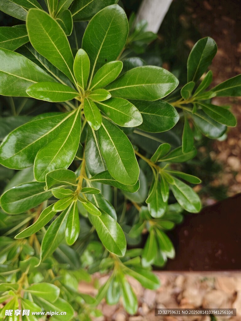 翠绿饱满的海桐枝叶