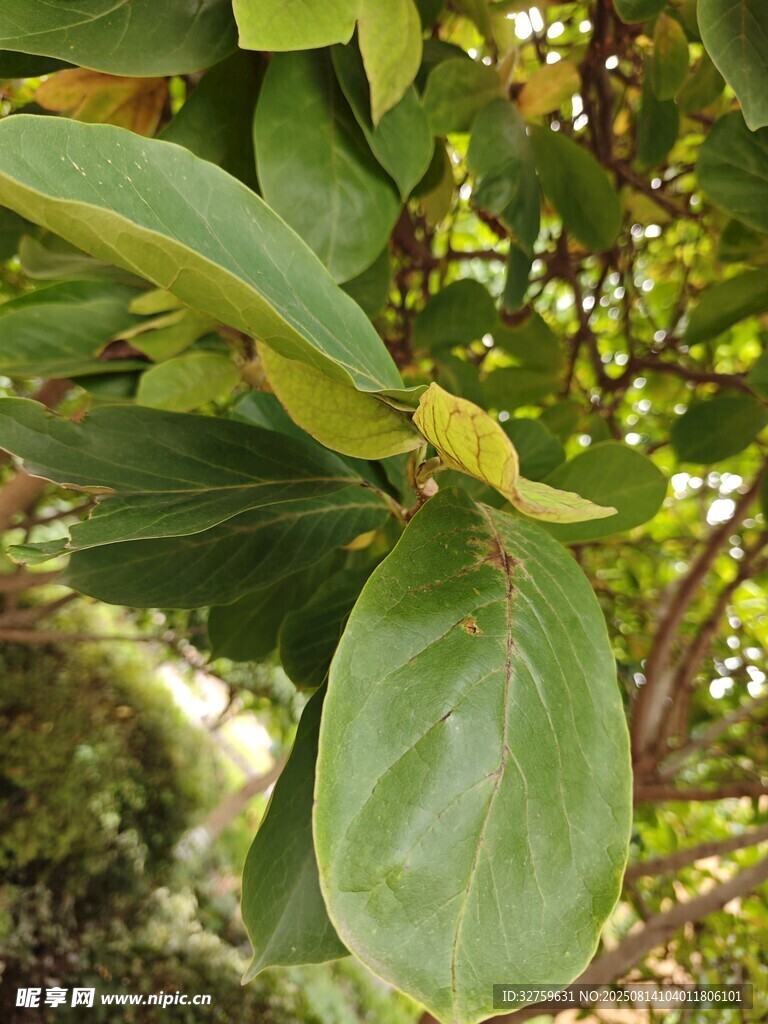 翠绿宽大的植物叶片特写