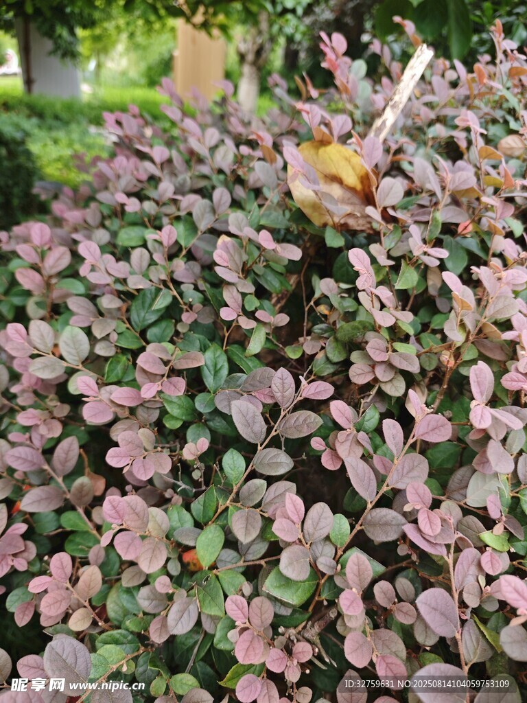 紫叶小檗植物特写