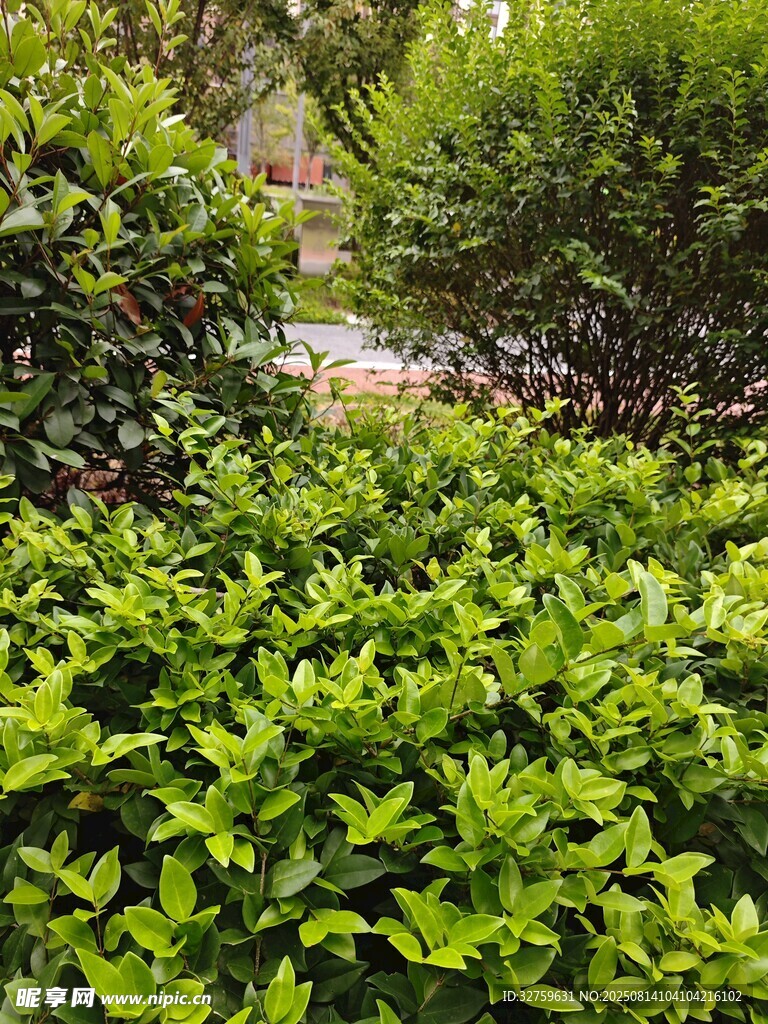 绿意盎然的灌木丛景观