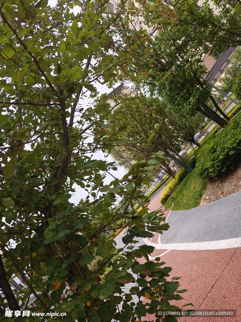 路边绿植景观