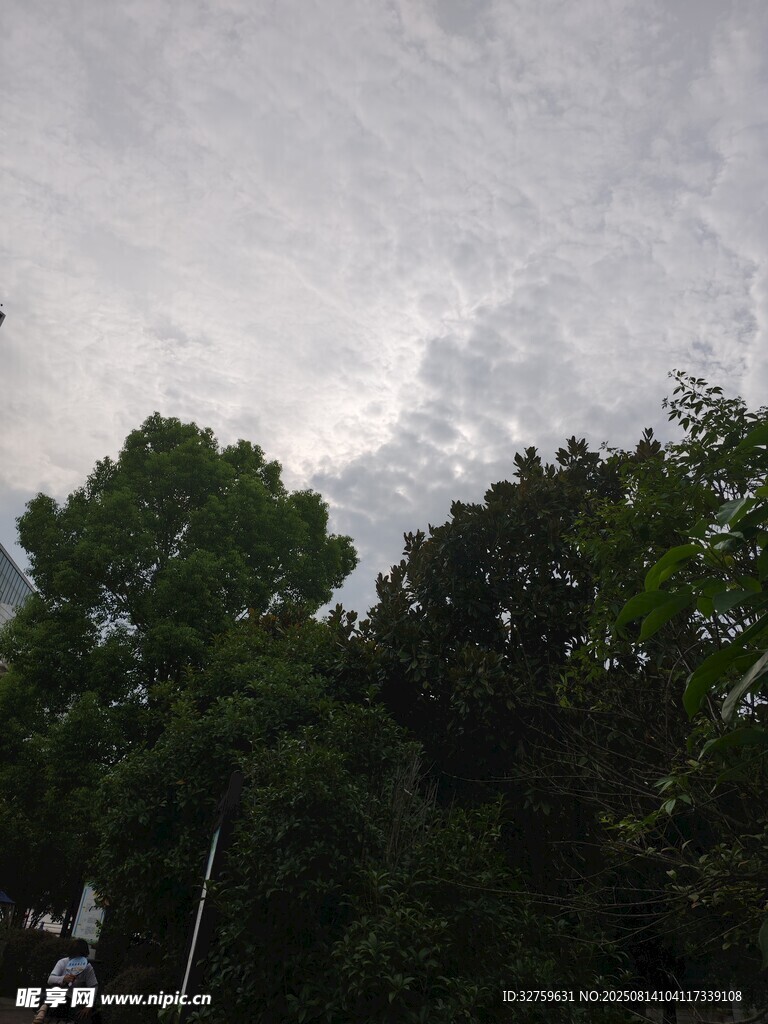 阴天树林景象