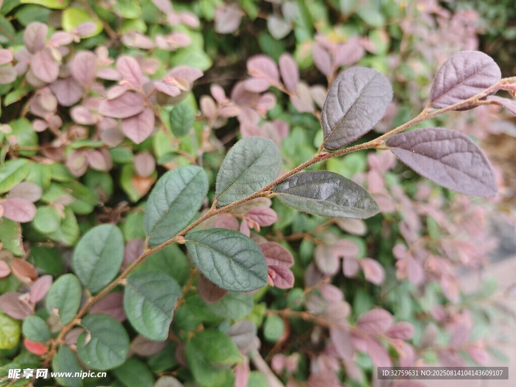 多彩叶片植物特写