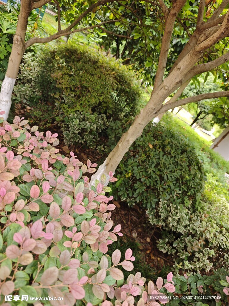 花园中繁茂的花卉与绿植