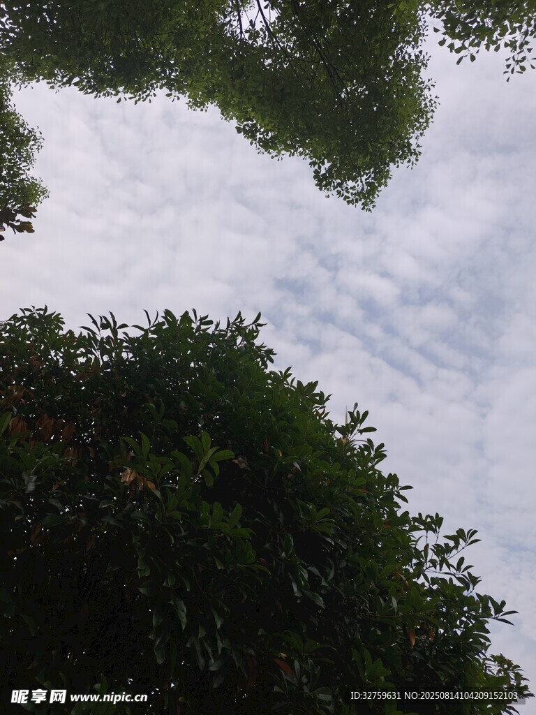 透过枝叶看天空