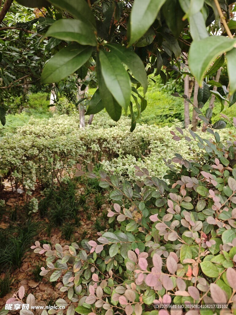 繁茂绿植景观