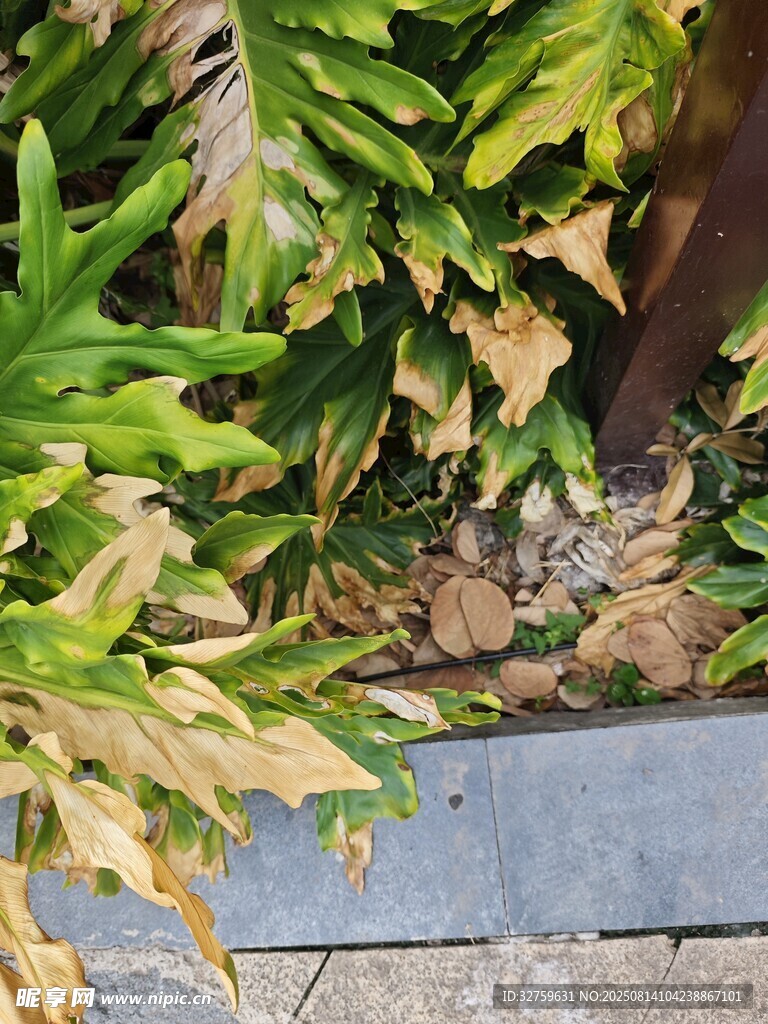 绿植丛中隐藏的猫咪