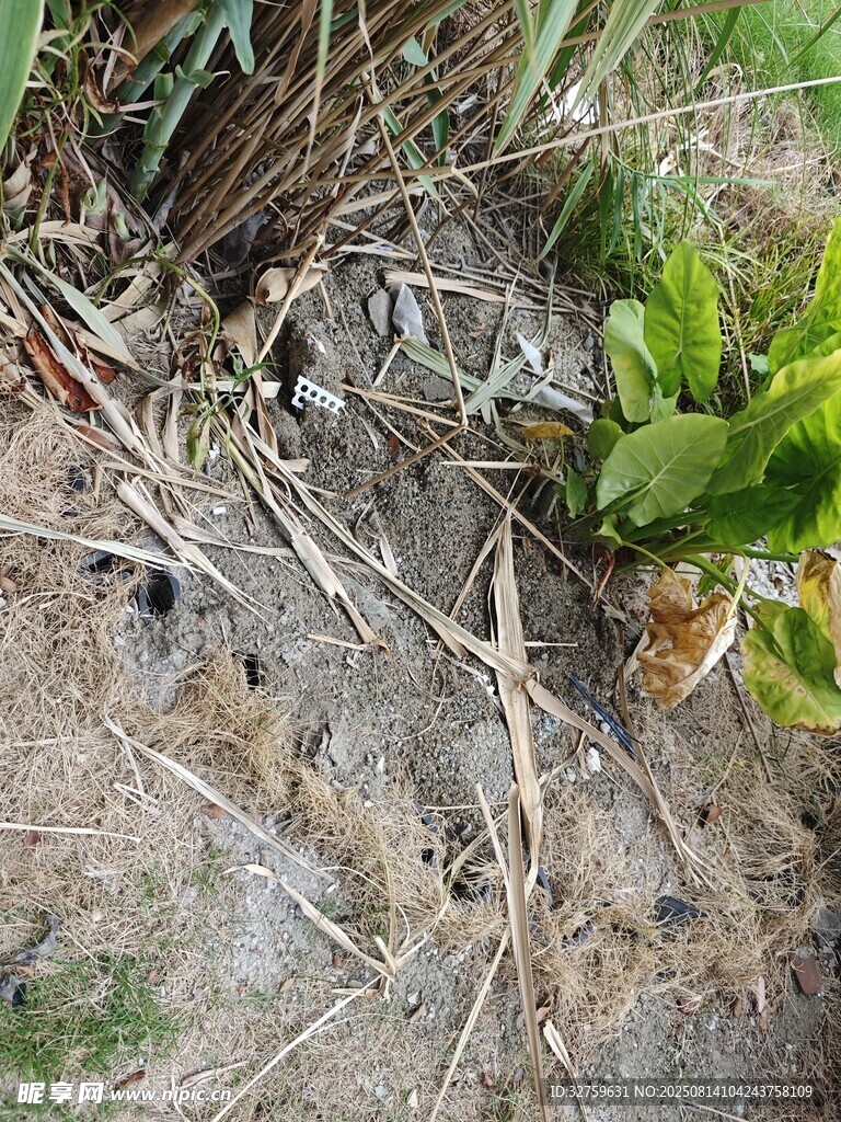 地面上的绿植与散落杂物