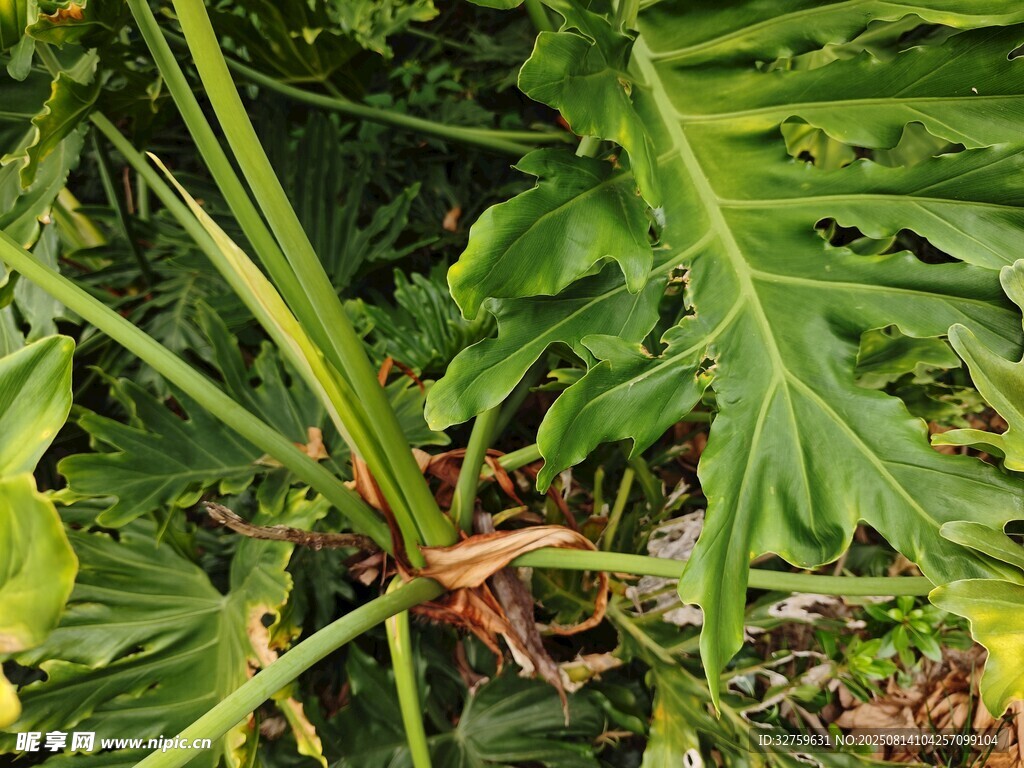 热带绿植特写