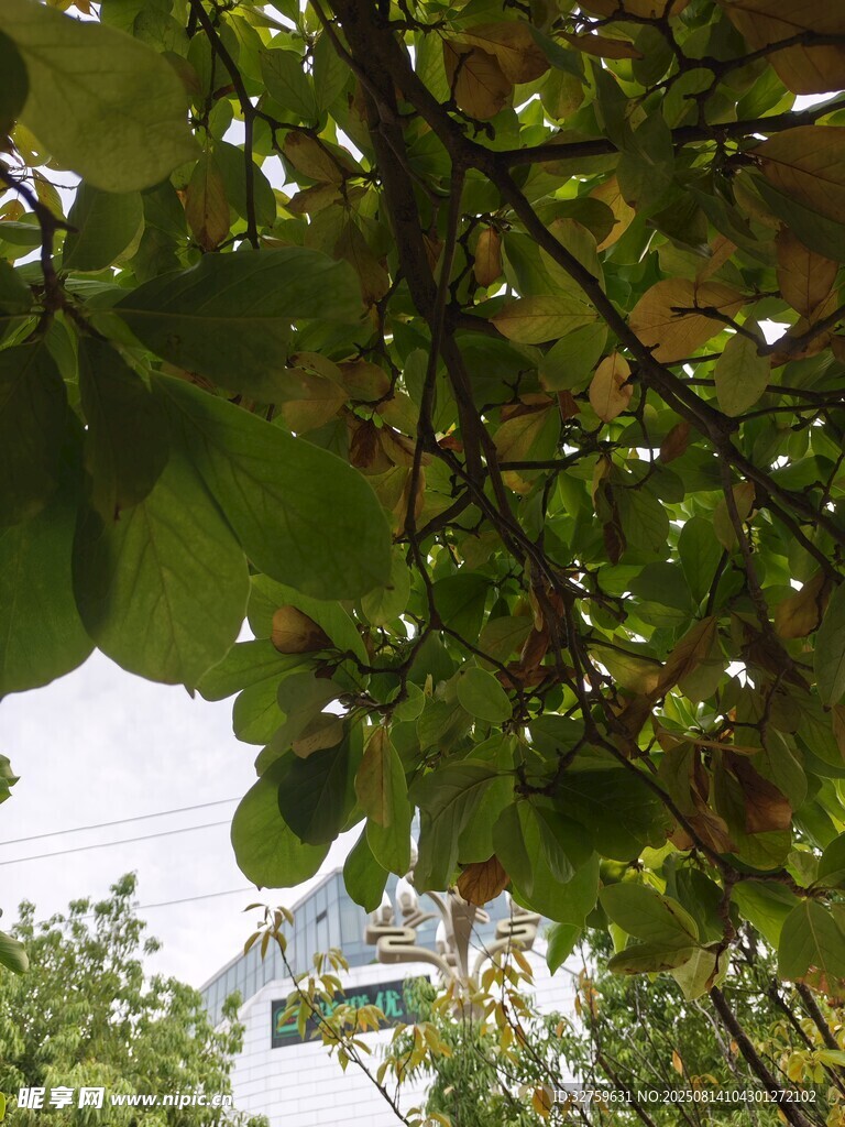 枝叶繁茂的绿树景象