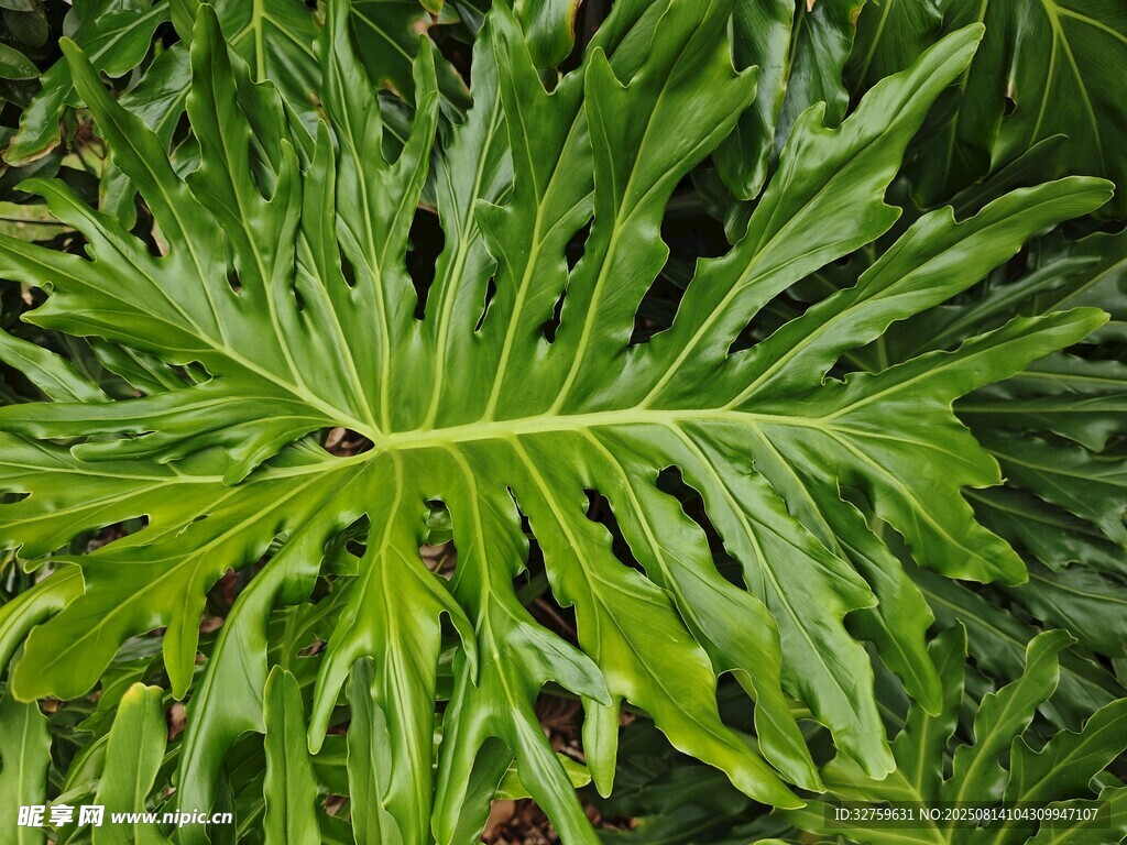 羽状绿植特写