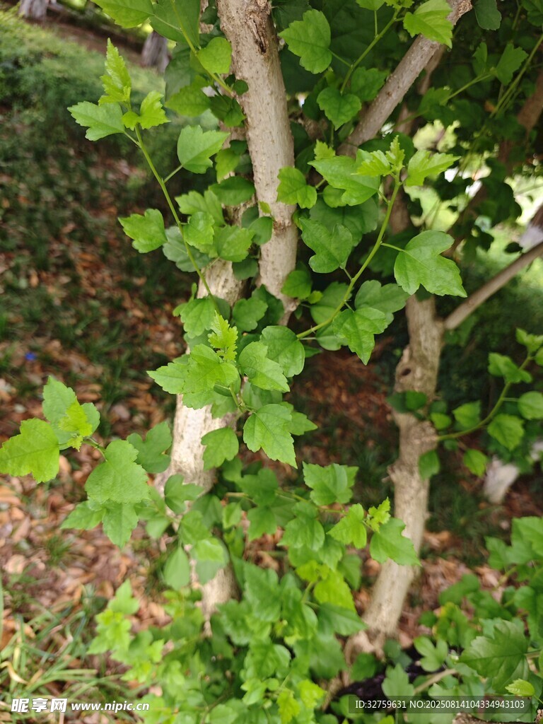 绿叶繁茂的灌木植物