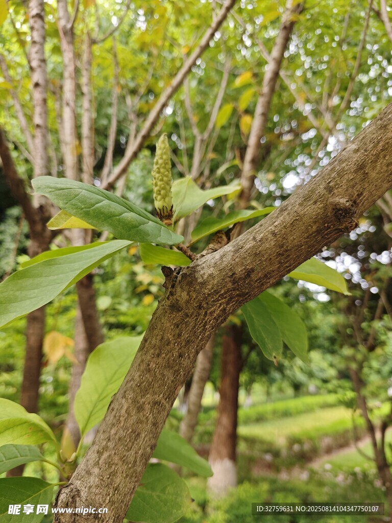 树枝上的绿叶特写
