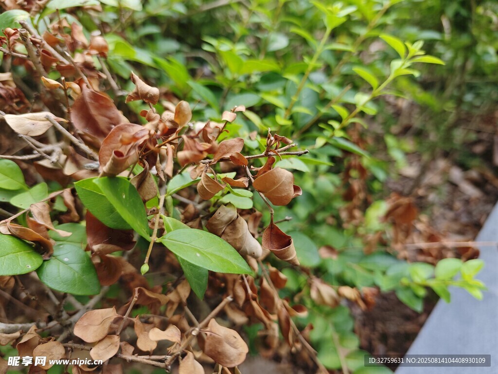 枯萎植物与绿叶对比景象
