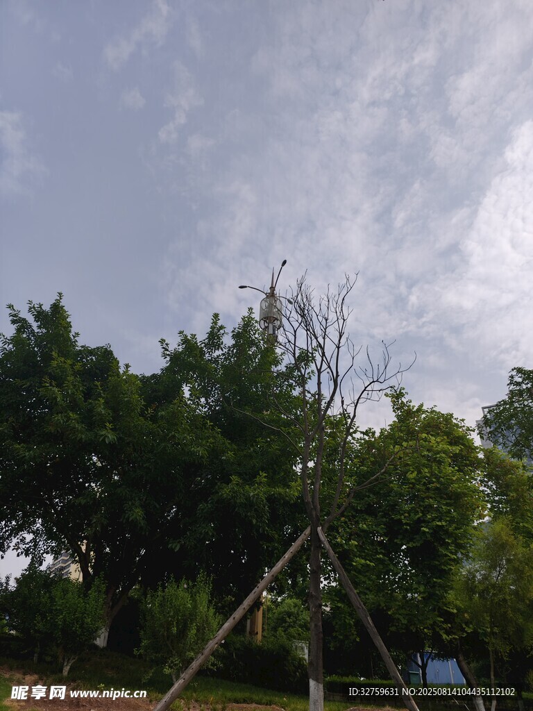 户外绿树与蓝天景象