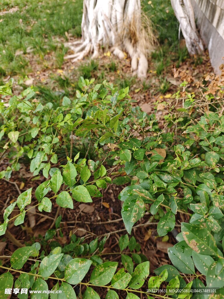 树下翠绿植物生机盎然