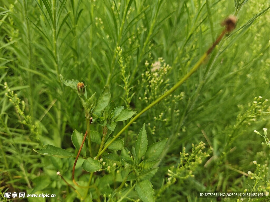 茂盛的绿色野草景观