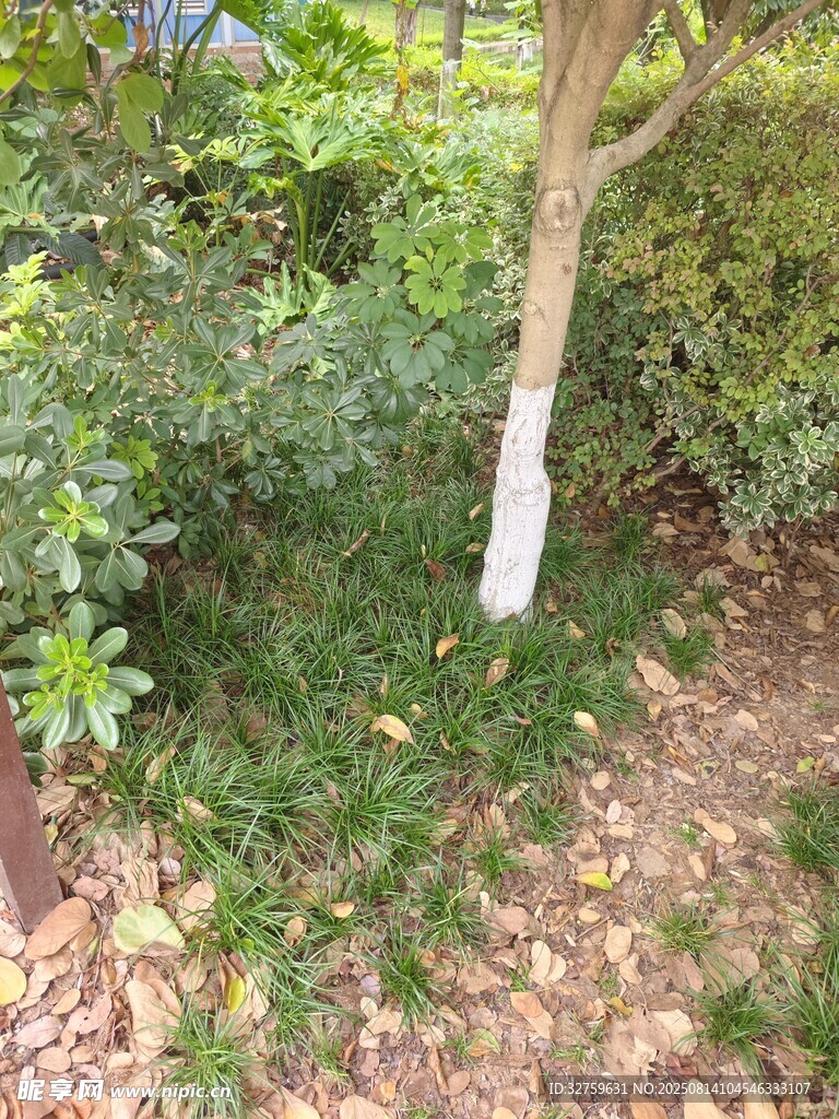 树下绿植景观