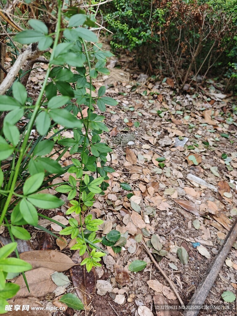 野外地面的绿植与碎石