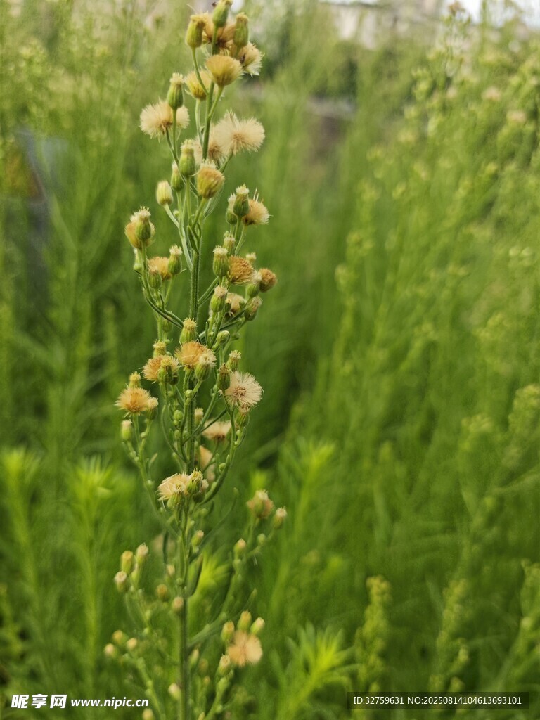 田野中的细长花朵植物