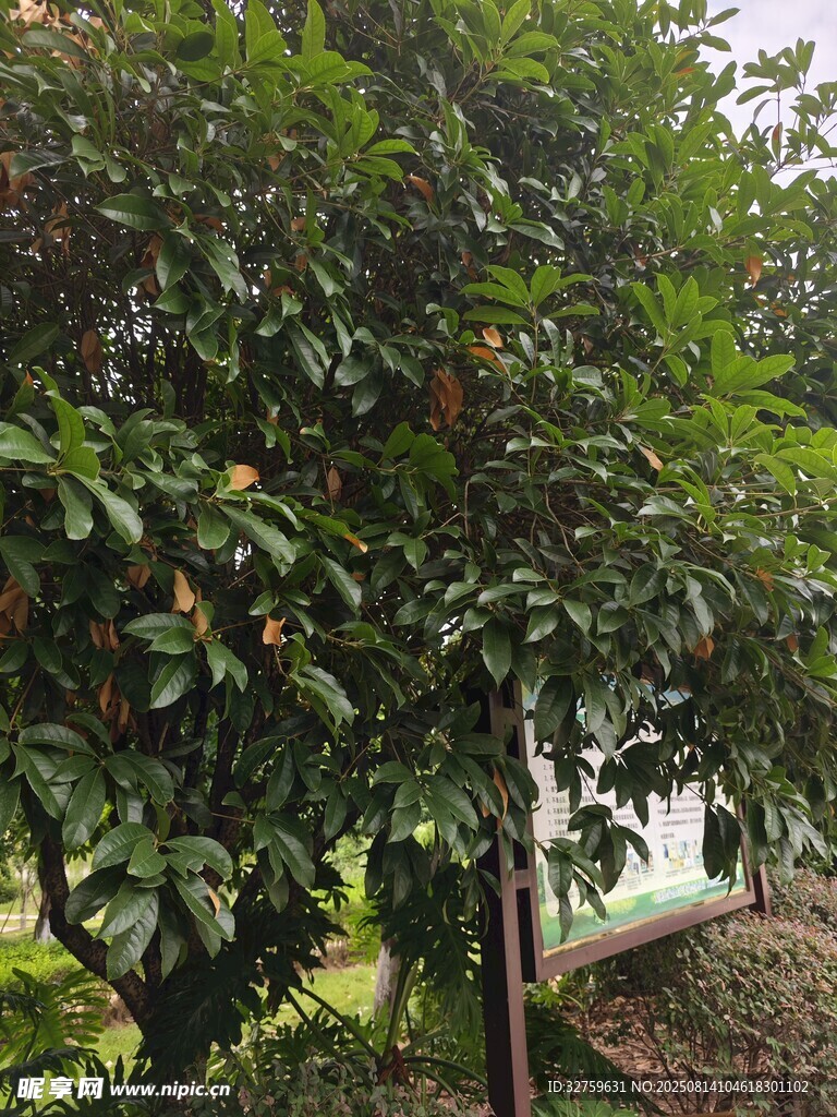 绿叶繁茂的树木景观