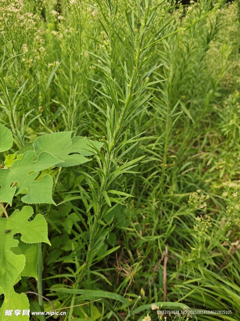 野外繁茂的绿色植物
