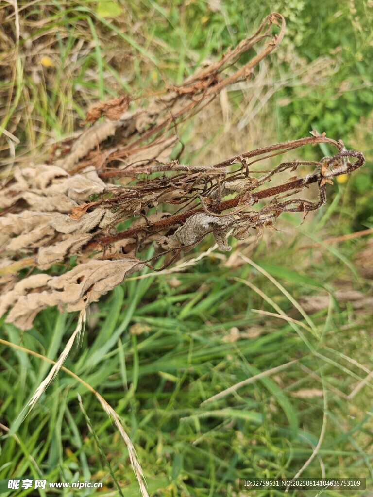 草丛中的干枯植物