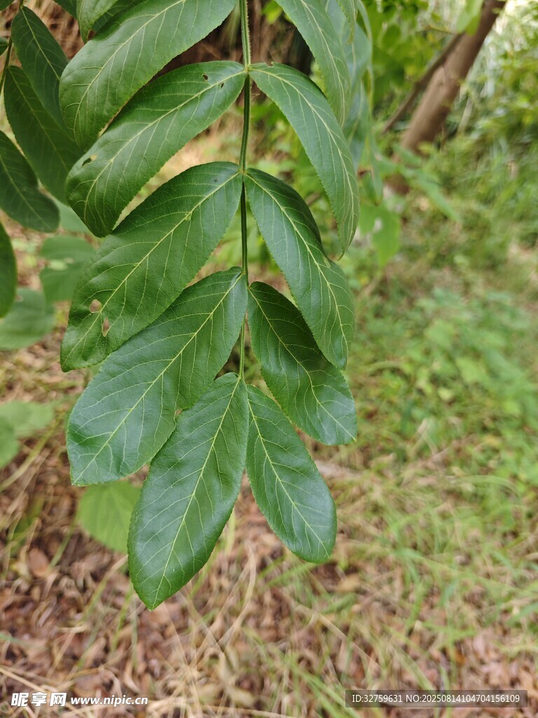 翠绿叶片垂挂于枝头